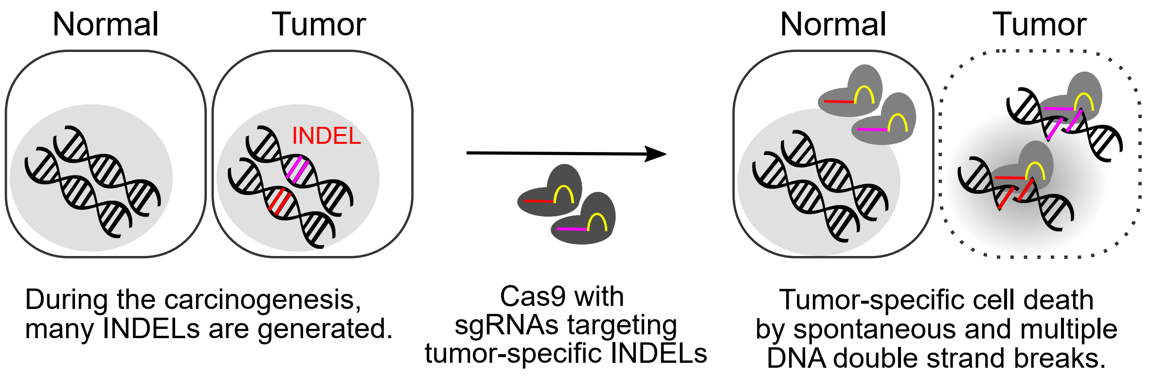 Concept of CINDELA technology